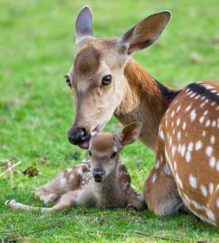 動物親子の画像を貼るトピ