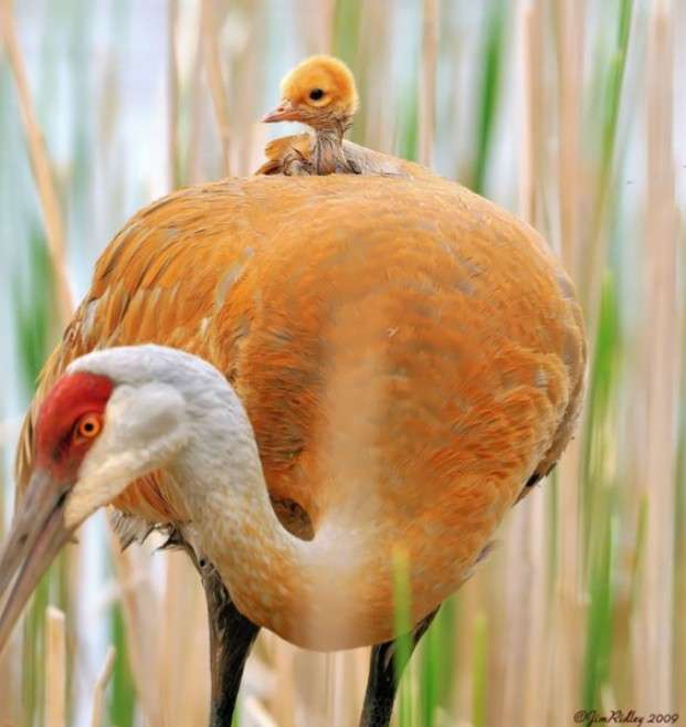 動物親子の画像を貼るトピ