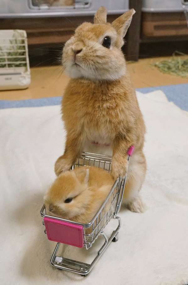 動物親子の画像を貼るトピ