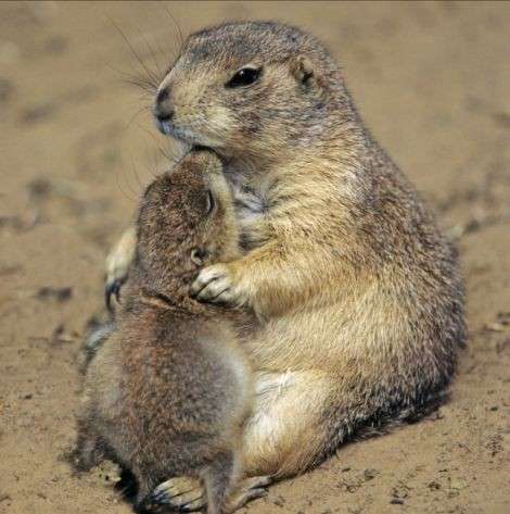 動物親子の画像を貼るトピ