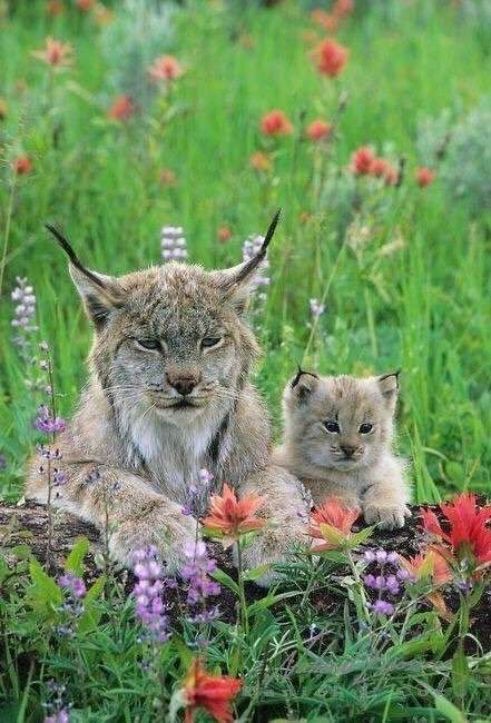 動物親子の画像を貼るトピ