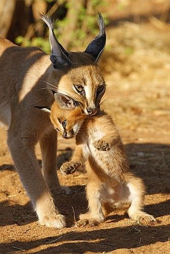 動物親子の画像を貼るトピ