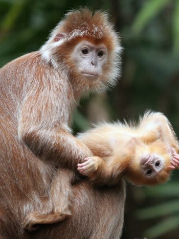 動物親子の画像を貼るトピ