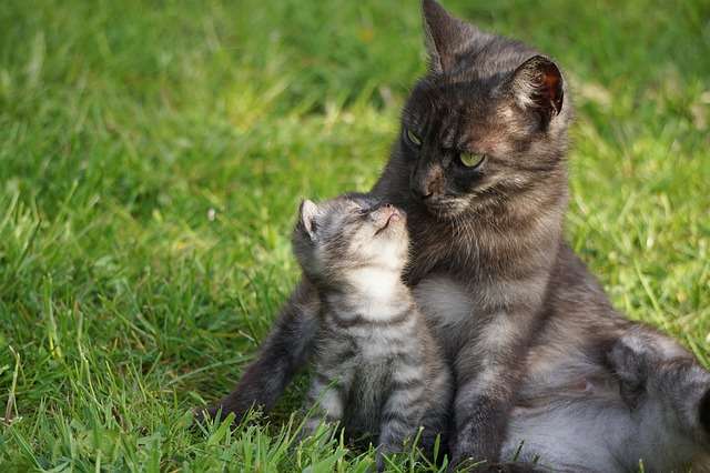 動物親子の画像を貼るトピ