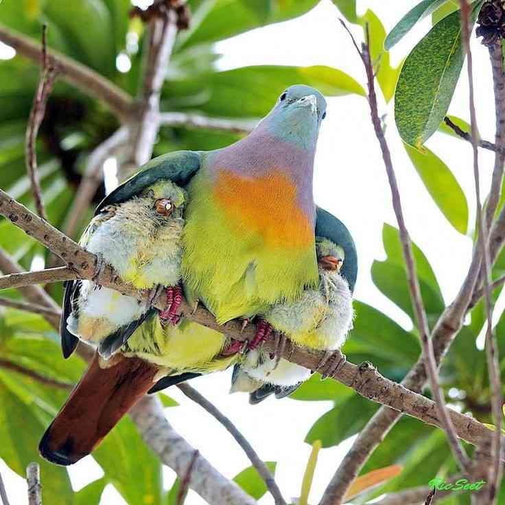動物親子の画像を貼るトピ