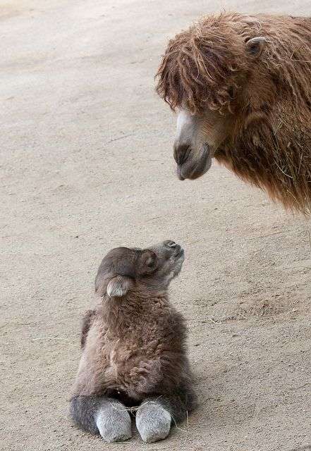動物親子の画像を貼るトピ