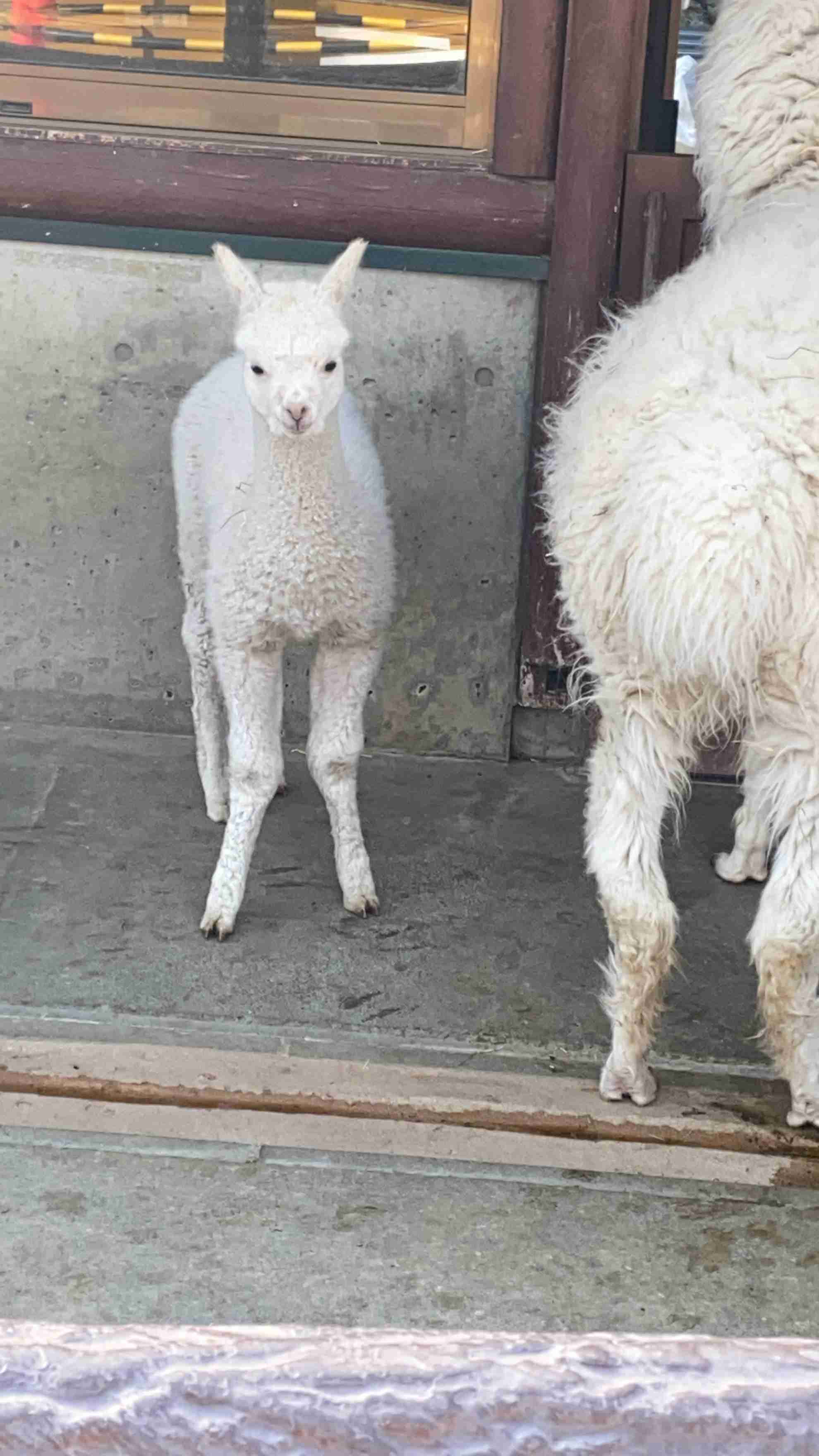 動物親子の画像を貼るトピ