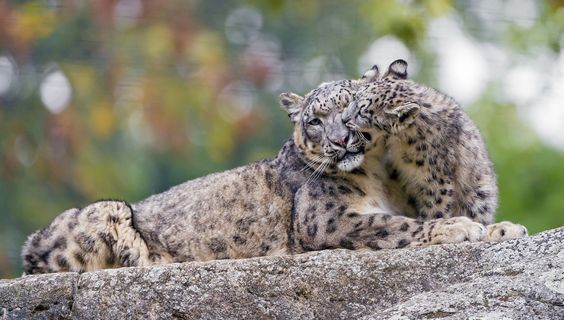 動物親子の画像を貼るトピ