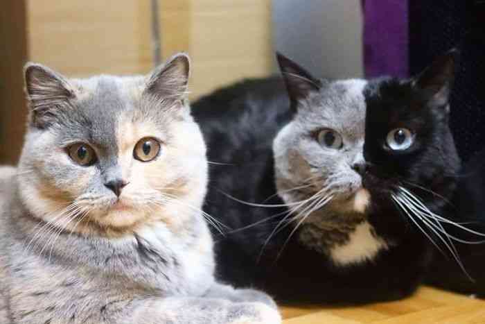 動物親子の画像を貼るトピ