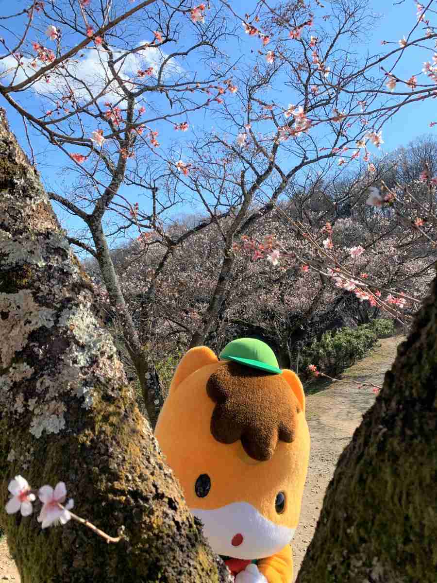 東京都心で桜が満開 歴代2番目の早さ
