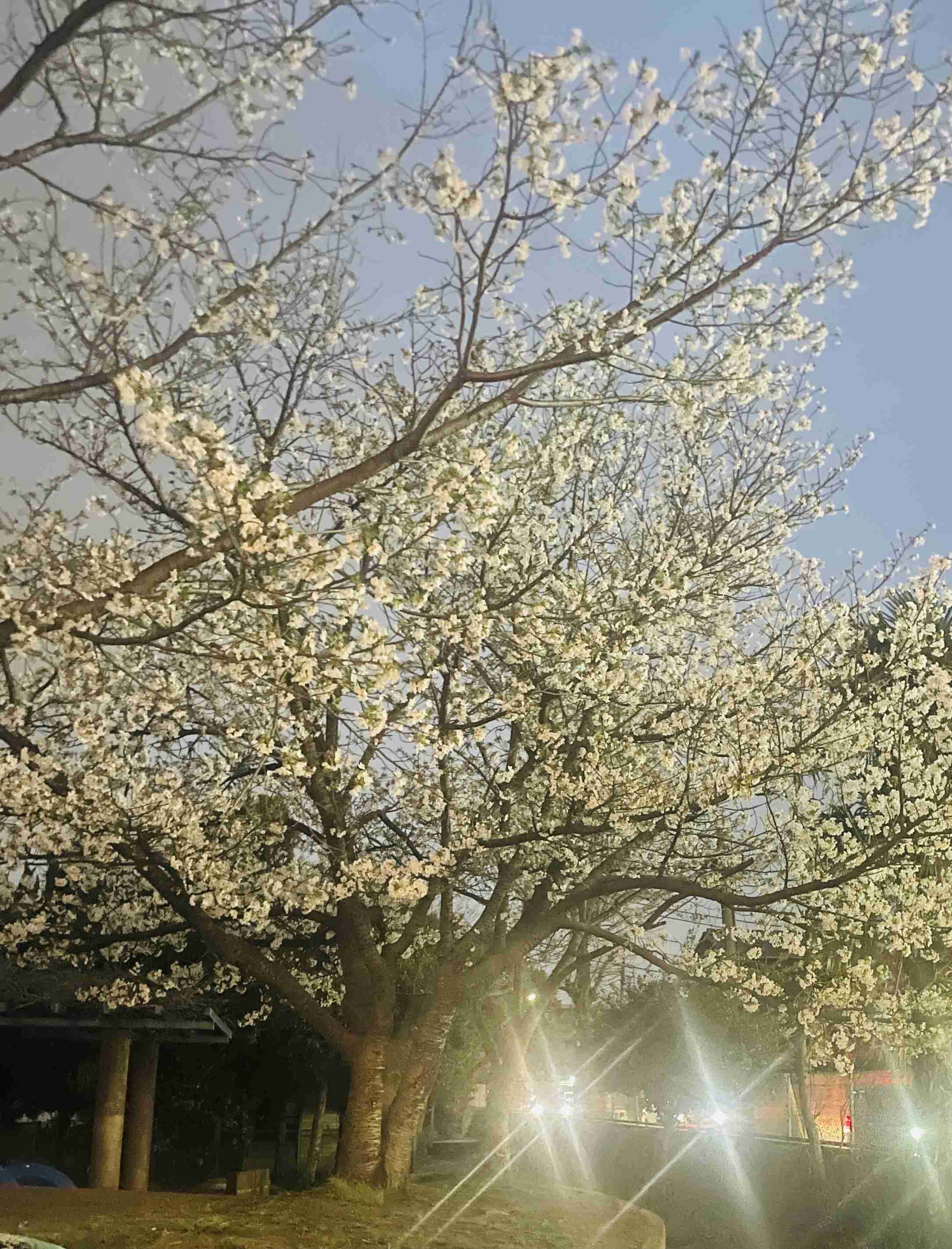 東京都心で桜が満開 歴代2番目の早さ