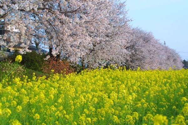関東では朝から花粉光環が出現　雨上がり＋強風で大量飛散のおそれ