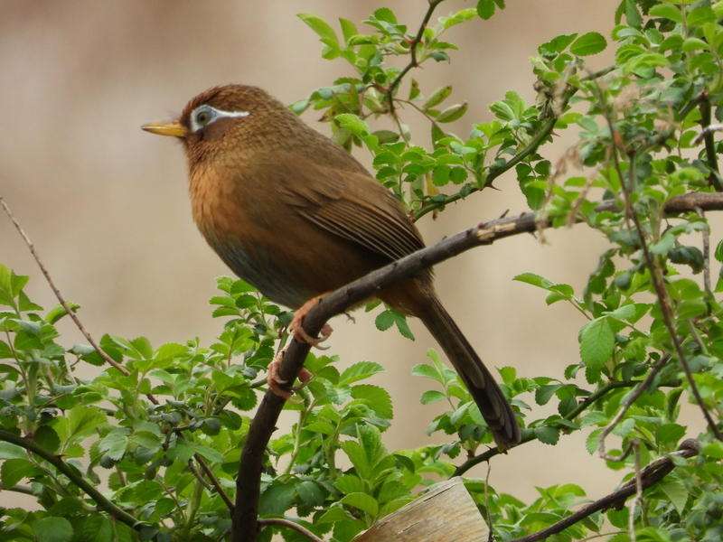 【うぐいす】ウグイスの目撃情報【鶯・鴬】