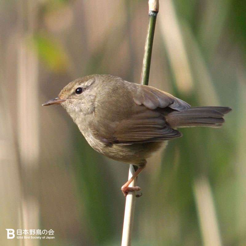 【うぐいす】ウグイスの目撃情報【鶯・鴬】