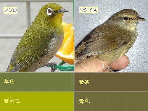 【うぐいす】ウグイスの目撃情報【鶯・鴬】