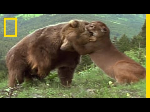 餌やりで駆除されるヒグマの悲劇 財団職員が訴え「死ぬ理由をつくったことをわかって」 国立公園などでの野生動物への餌やり厳罰化