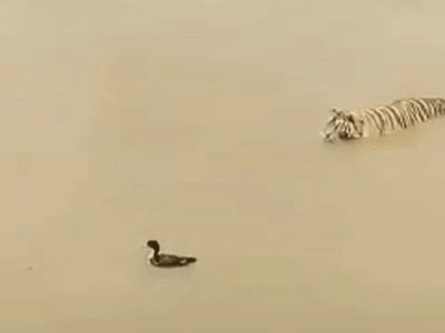 シャチから逃げるペンギンが観光客のボートに自ら避難(南極)<動画あり>