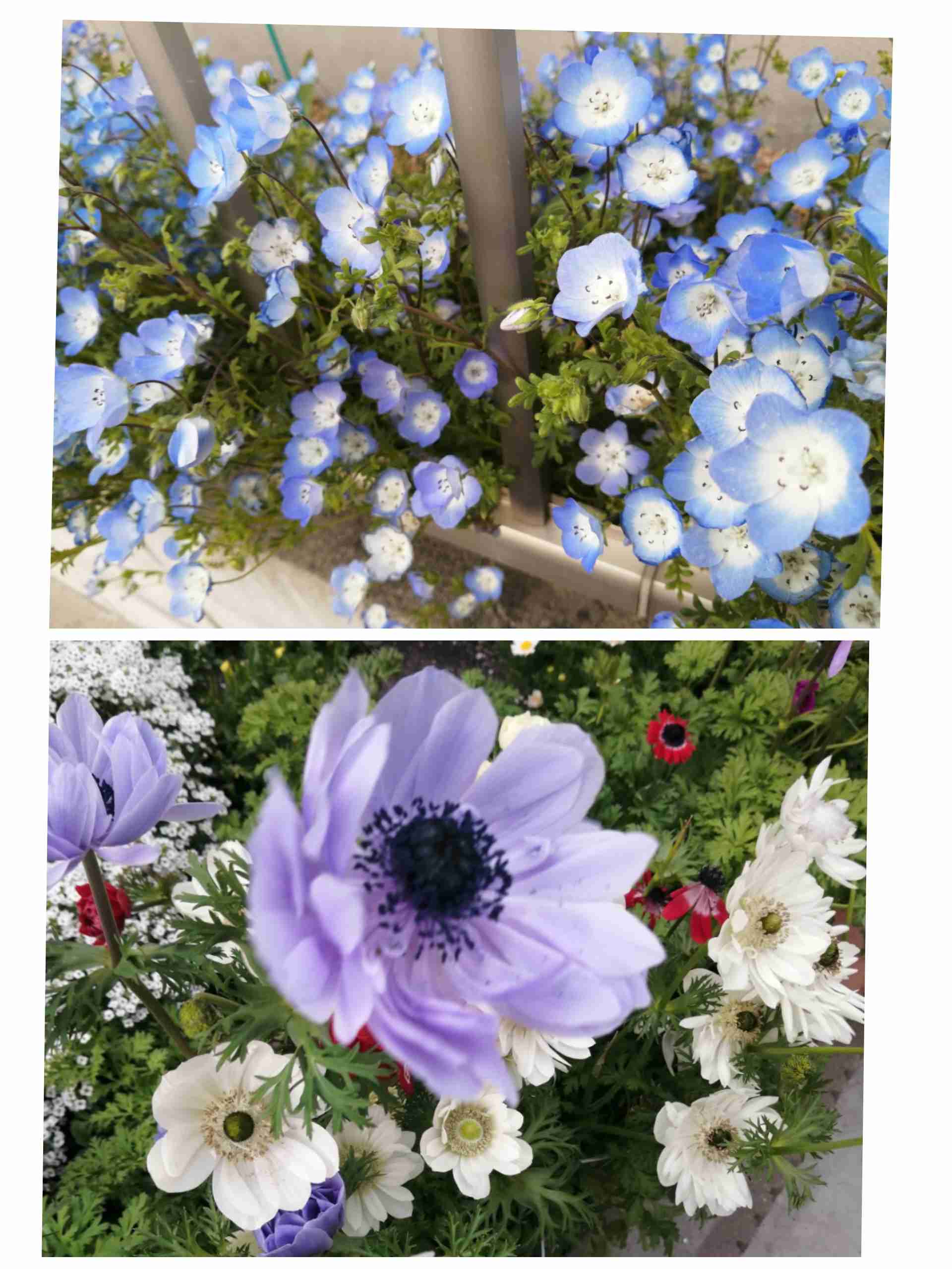 【ガーデニング】ガルちゃん園芸部【花・植物】