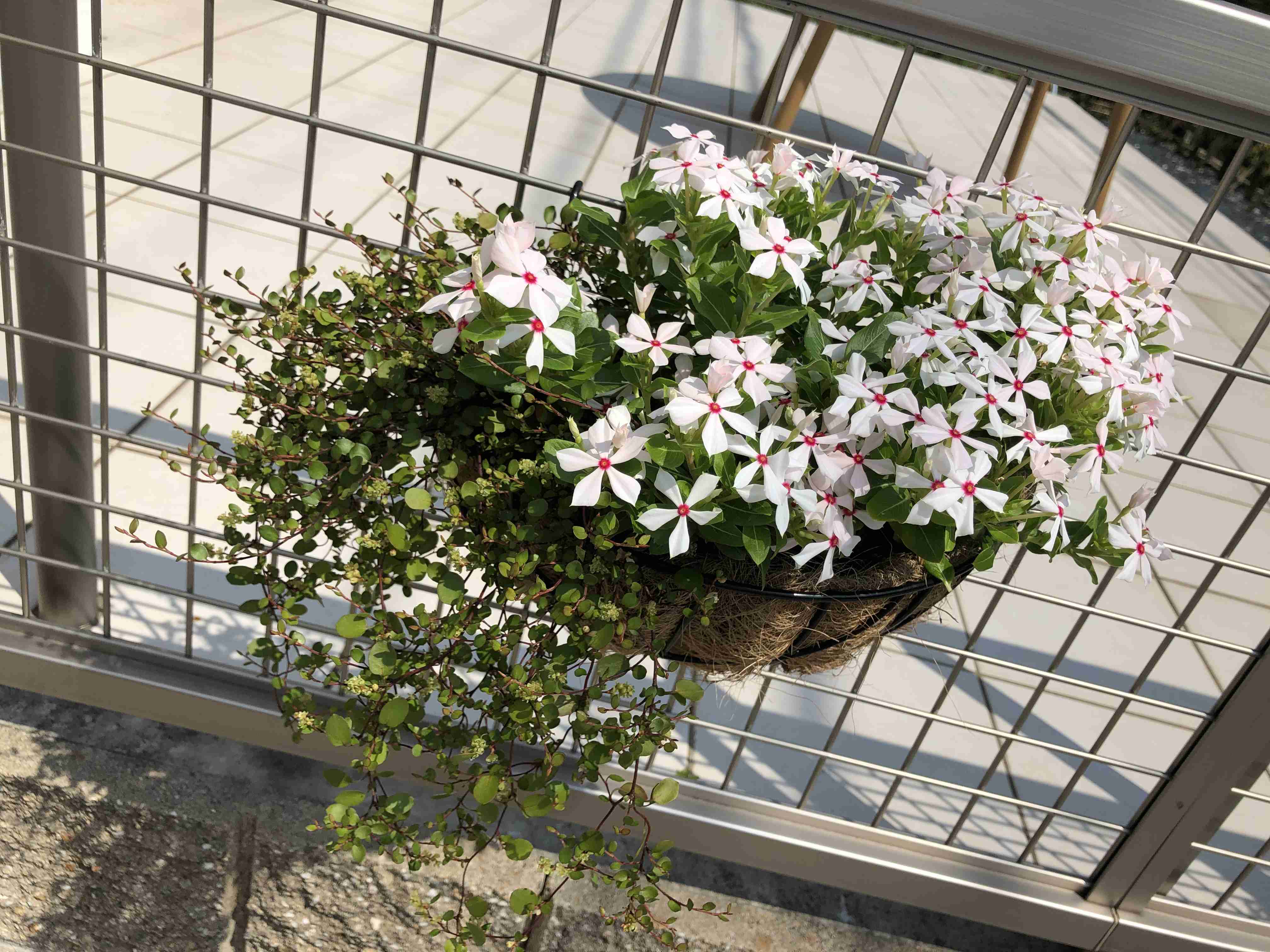 【ガーデニング】ガルちゃん園芸部【花・植物】