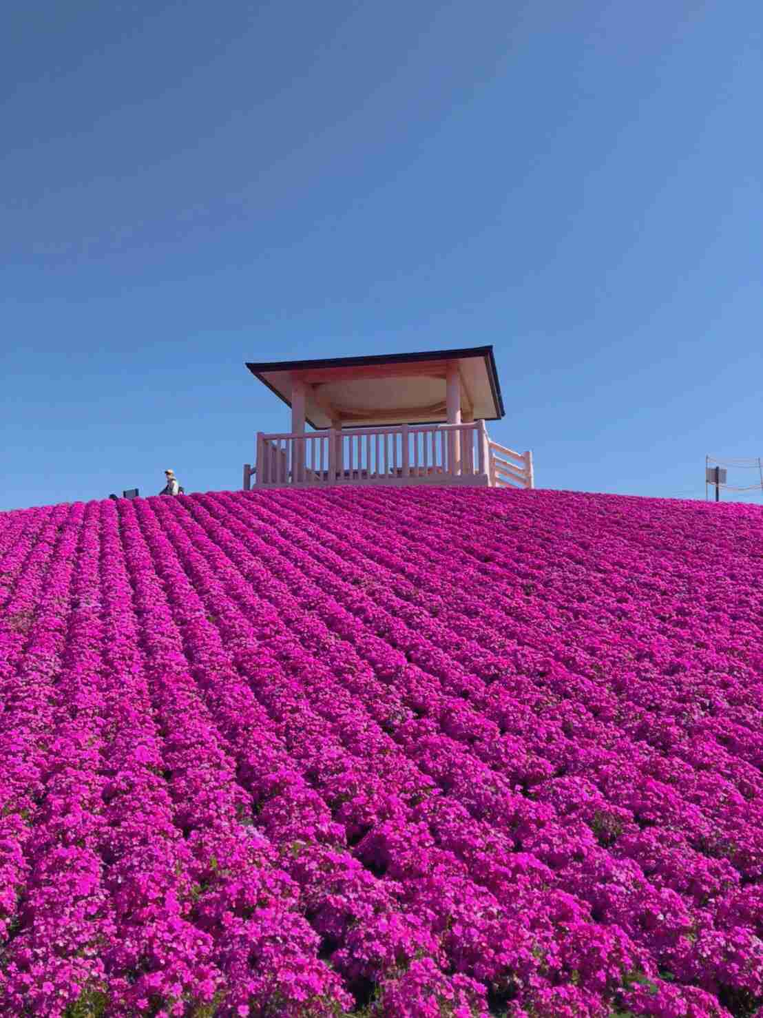 【ガーデニング】ガルちゃん園芸部【花・植物】