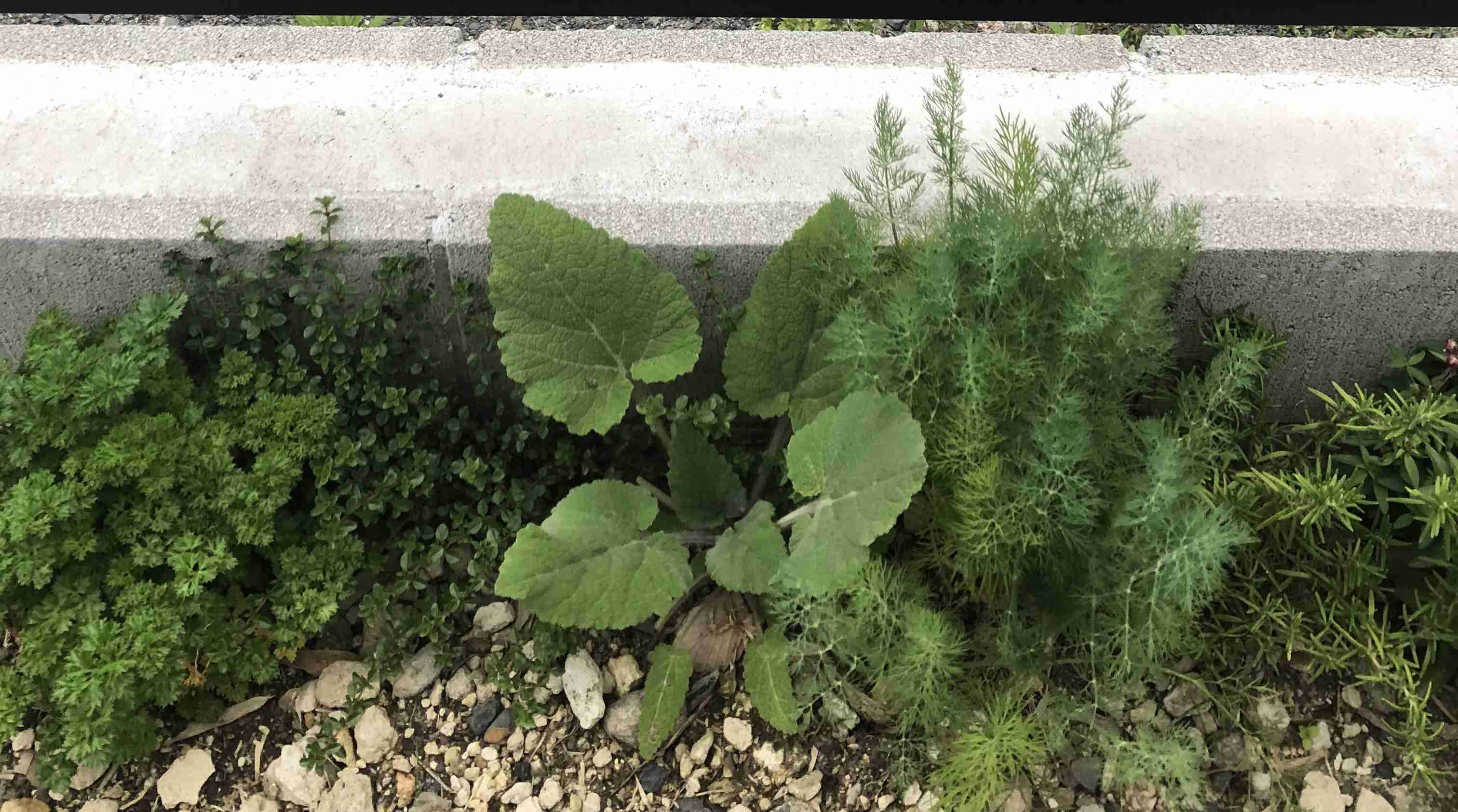【ガーデニング】ガルちゃん園芸部【花・植物】