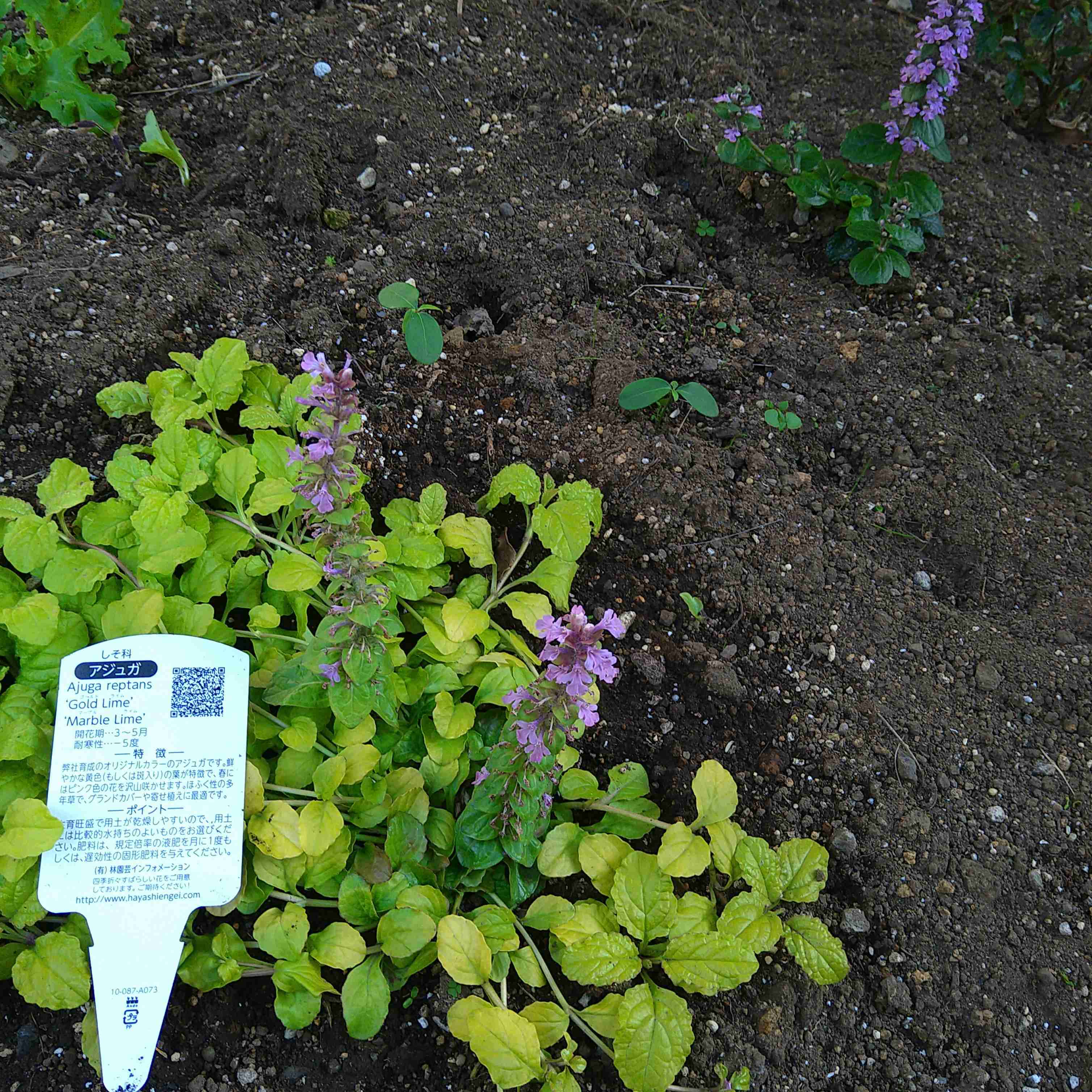 【ガーデニング】ガルちゃん園芸部【花・植物】
