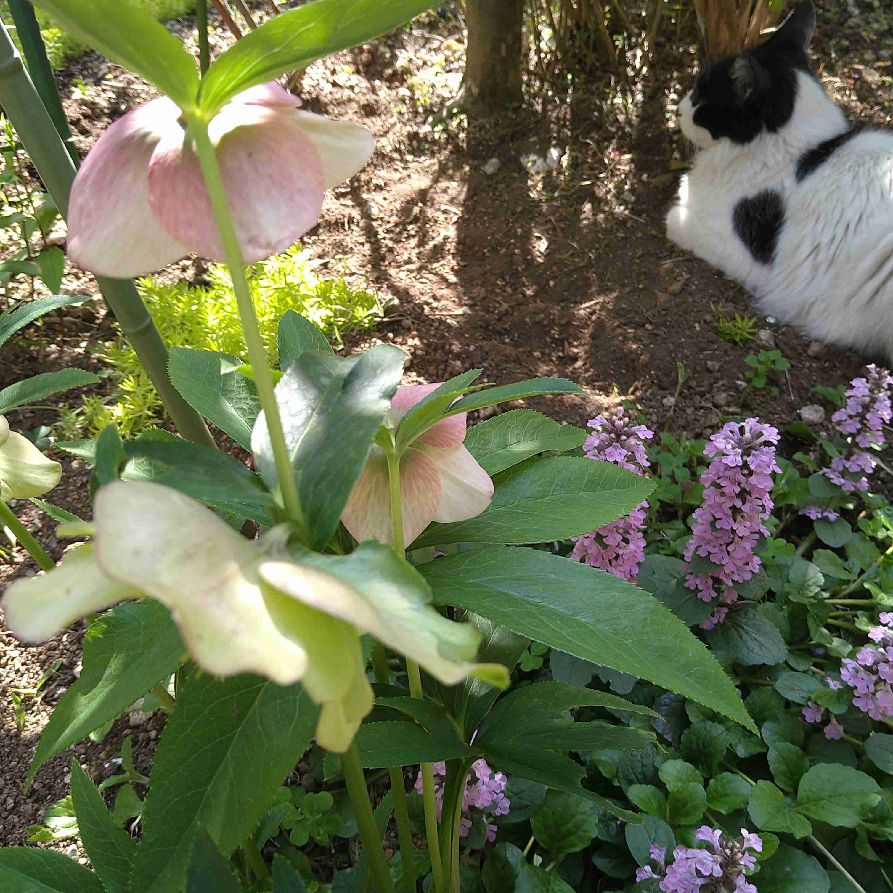 【ガーデニング】ガルちゃん園芸部【花・植物】
