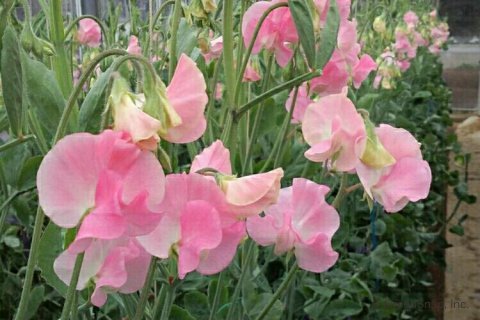 【ガーデニング】ガルちゃん園芸部【花・植物】
