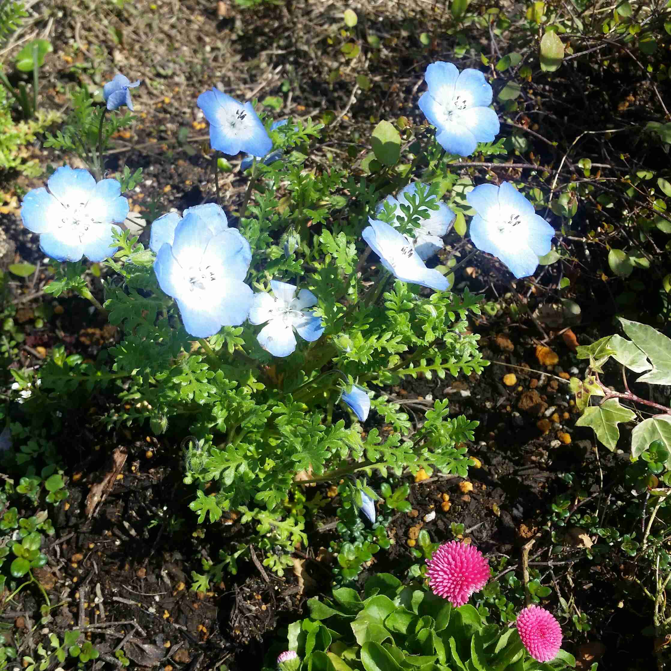【ガーデニング】ガルちゃん園芸部【花・植物】