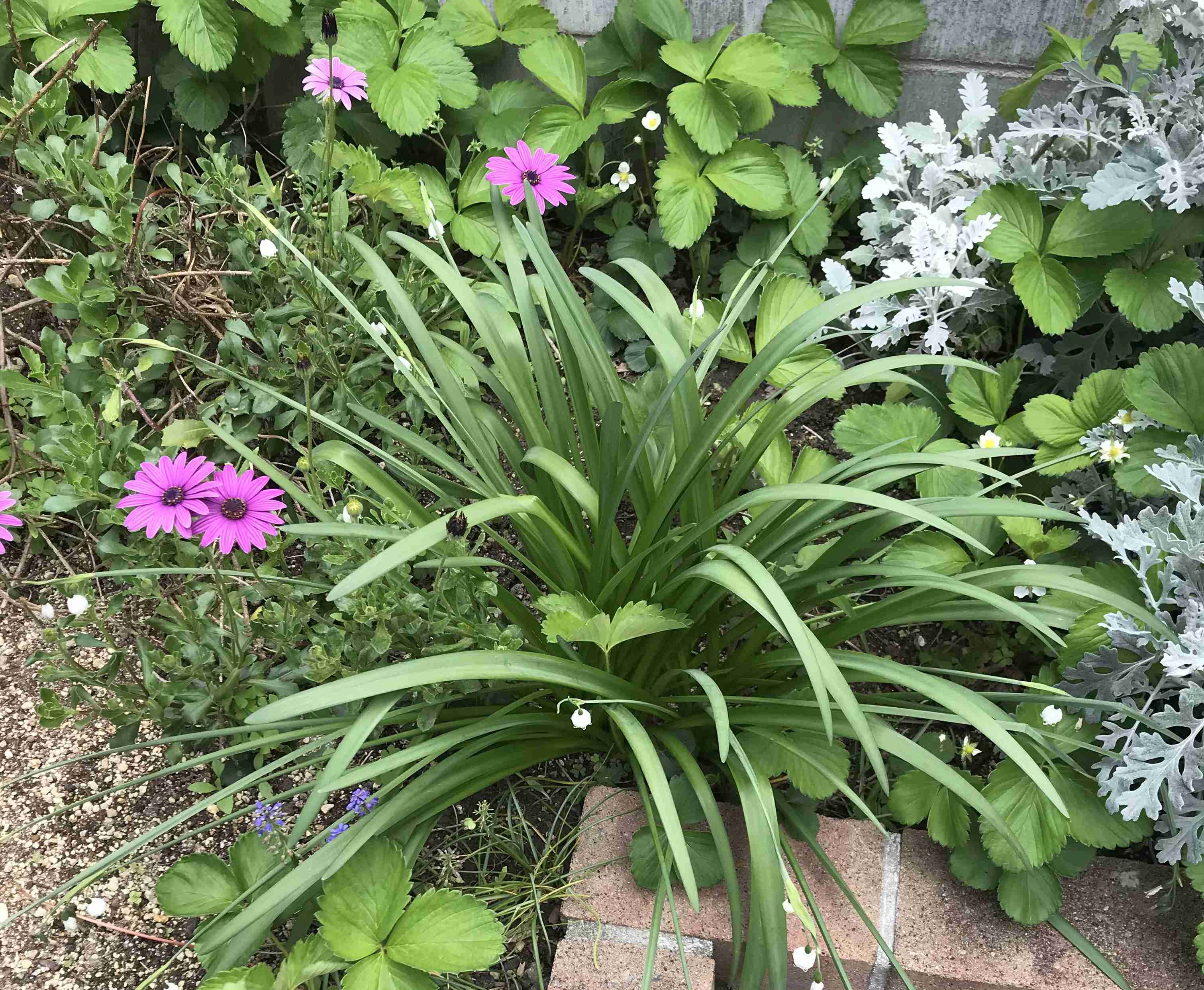 【ガーデニング】ガルちゃん園芸部【花・植物】