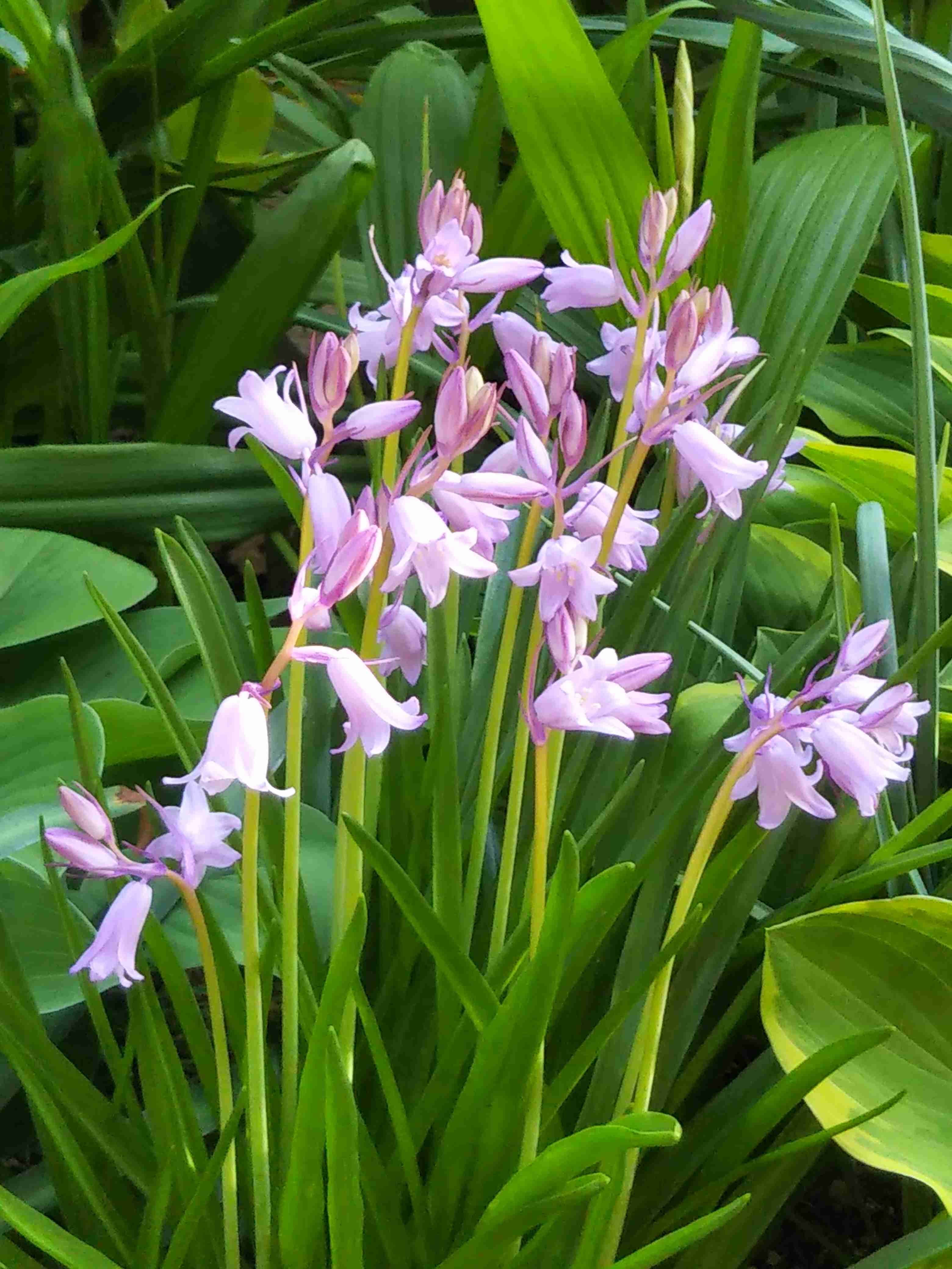 【ガーデニング】ガルちゃん園芸部【花・植物】