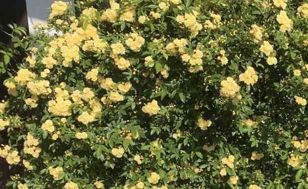 【ガーデニング】ガルちゃん園芸部【花・植物】