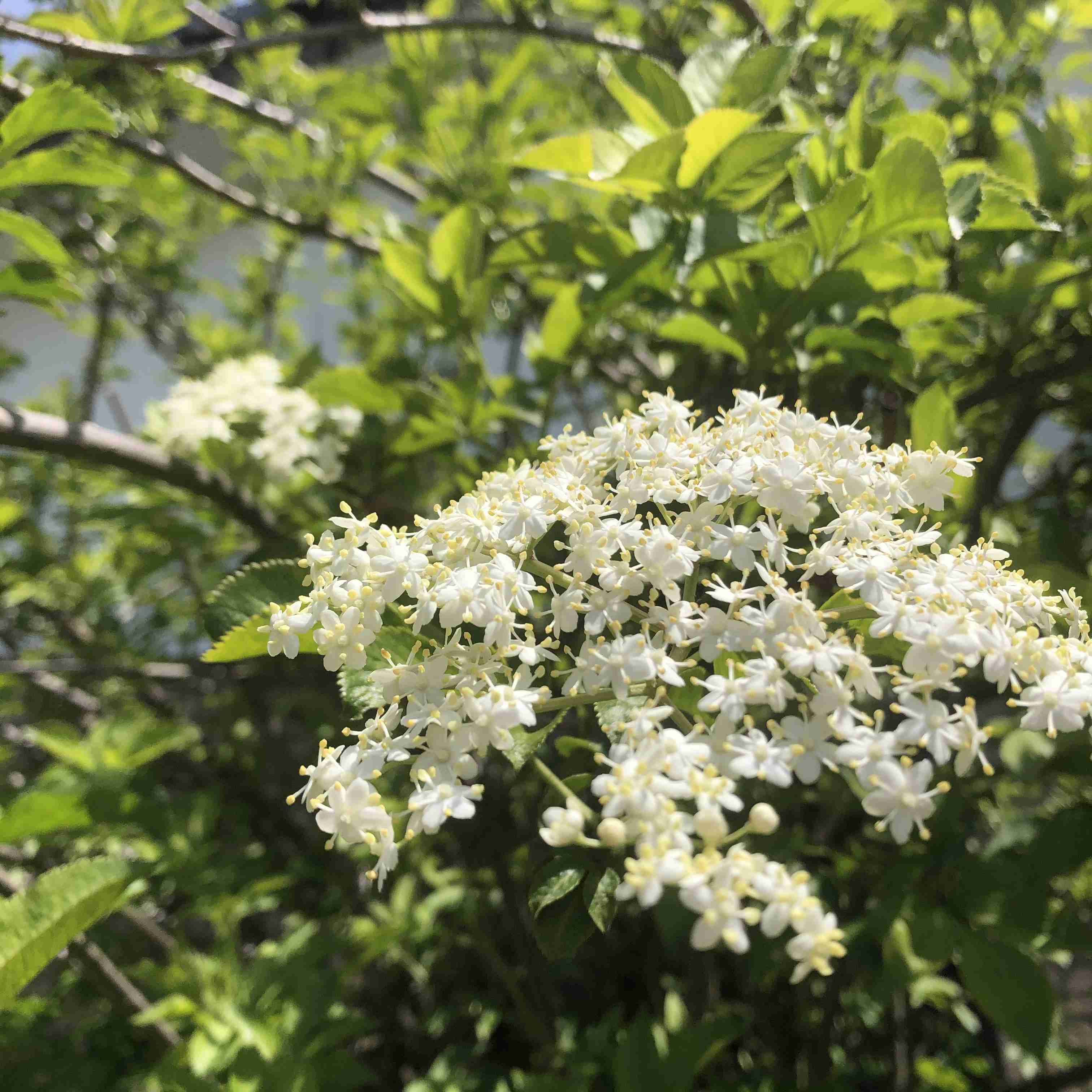 【ガーデニング】ガルちゃん園芸部【花・植物】