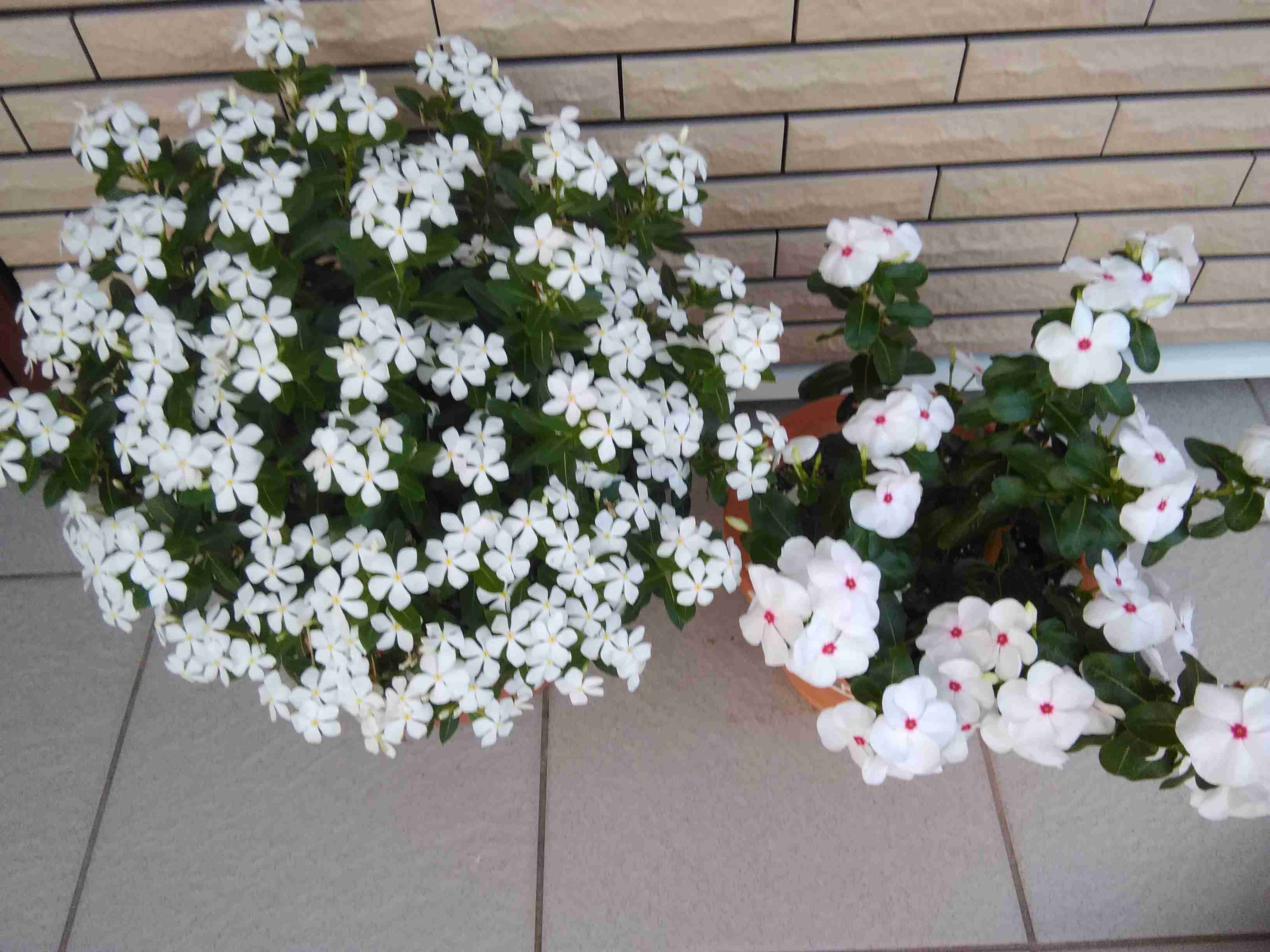 【ガーデニング】ガルちゃん園芸部【花・植物】