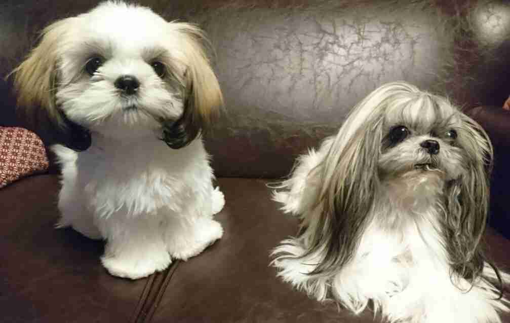 マンションで飼うのにおすすめな犬種