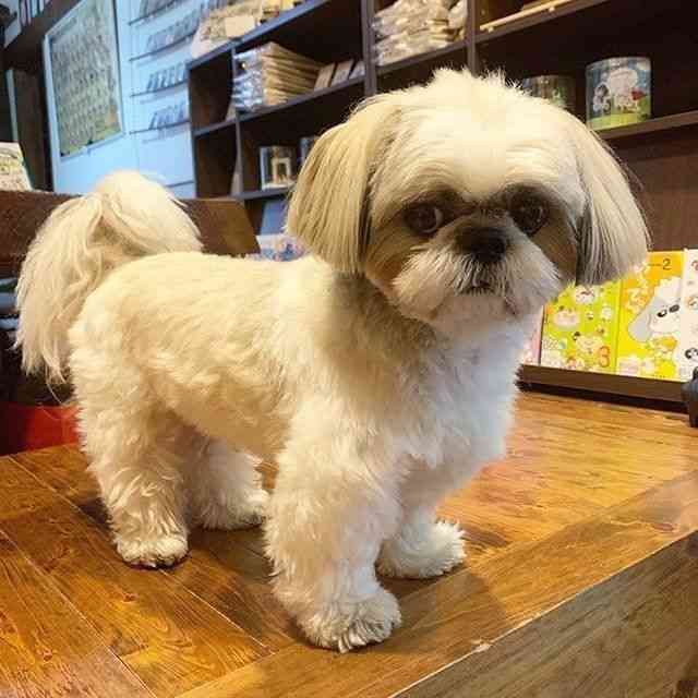 マンションで飼うのにおすすめな犬種