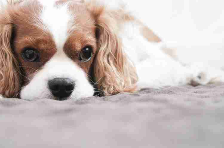 マンションで飼うのにおすすめな犬種