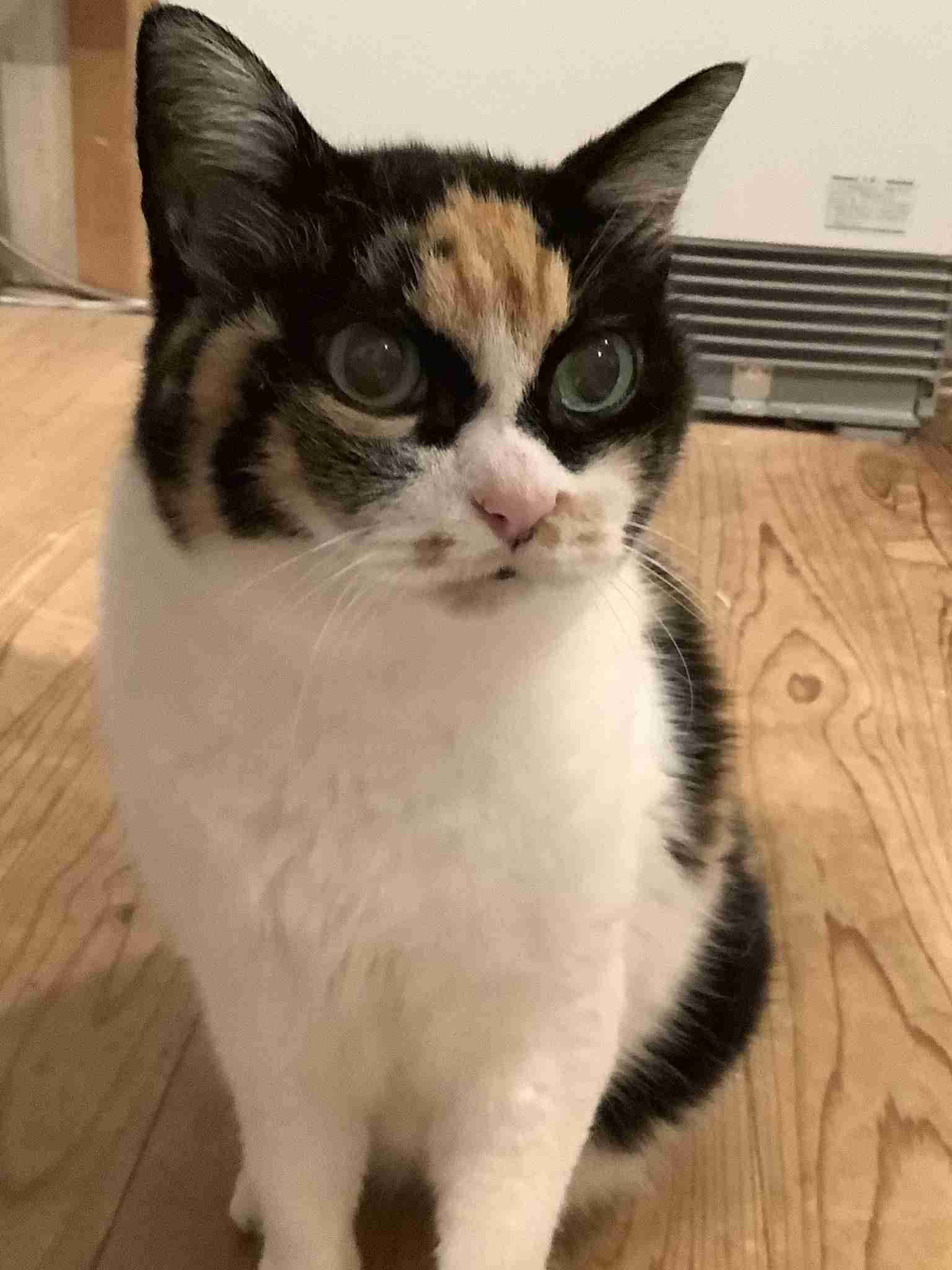 目力の強い動物たち