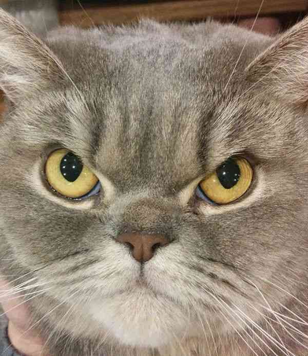 目力の強い動物たち