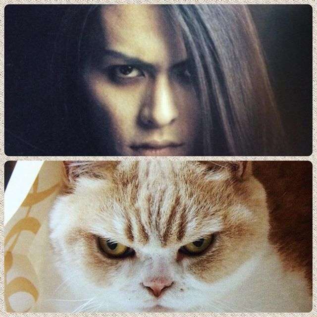 目力の強い動物たち