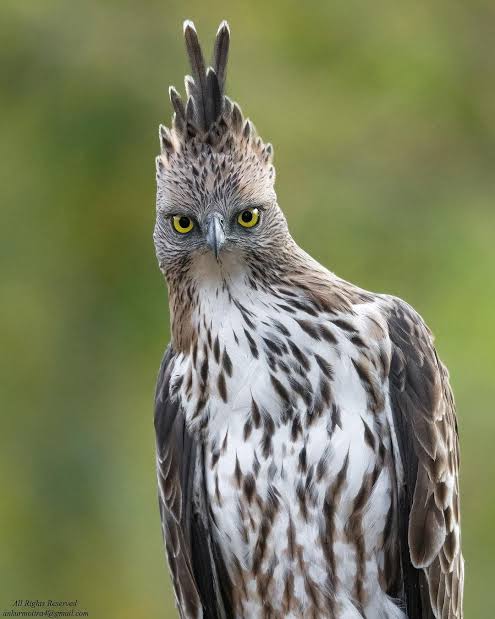目力の強い動物たち
