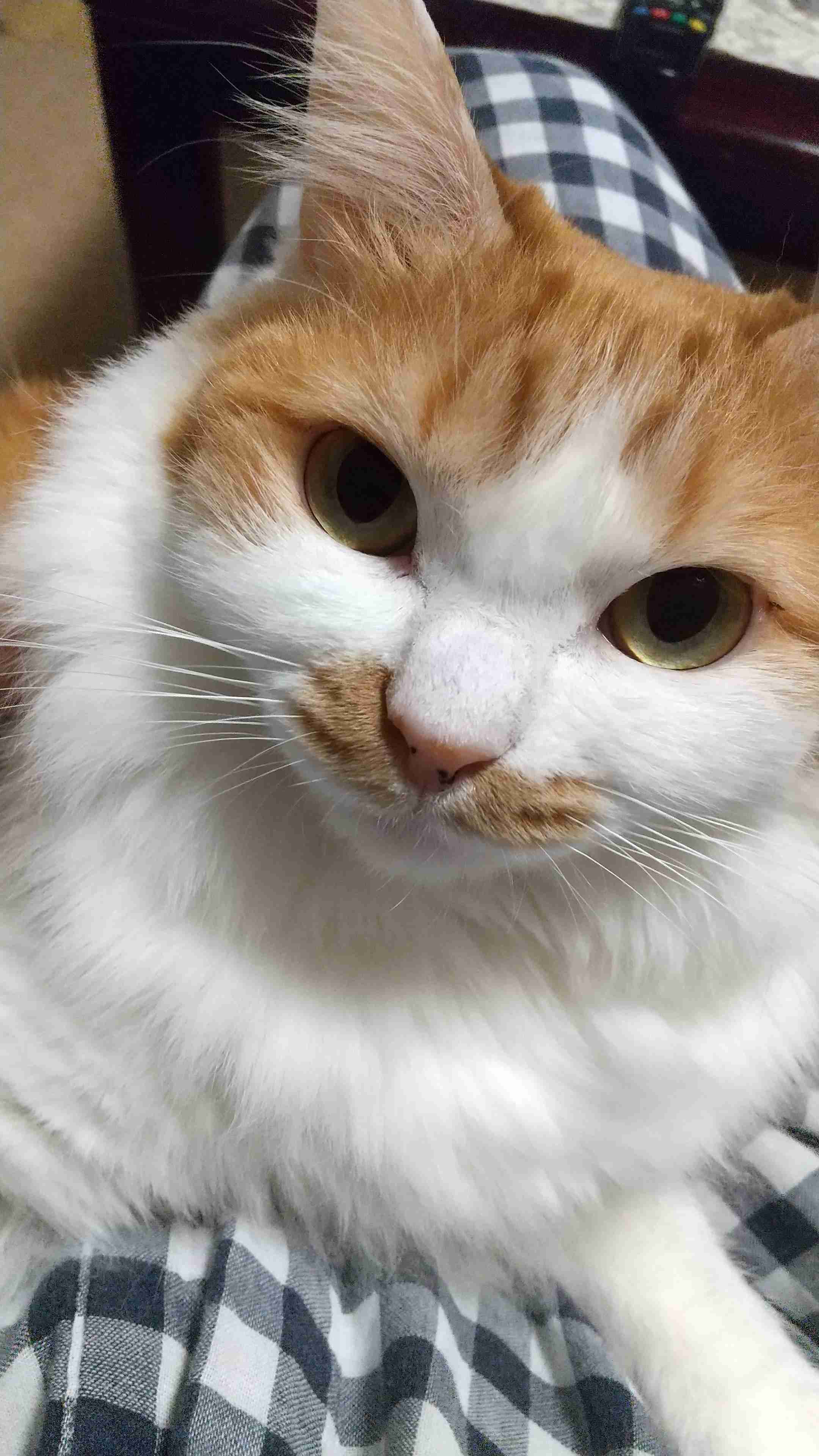 目力の強い動物たち