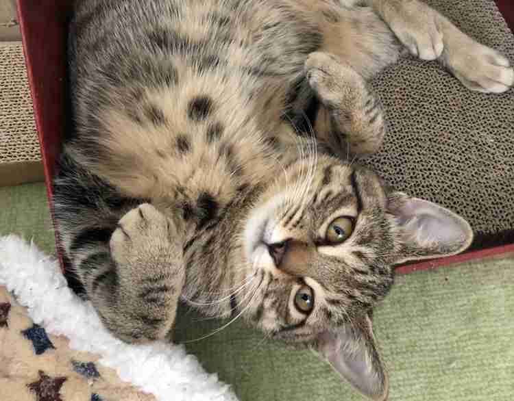 目力の強い動物たち