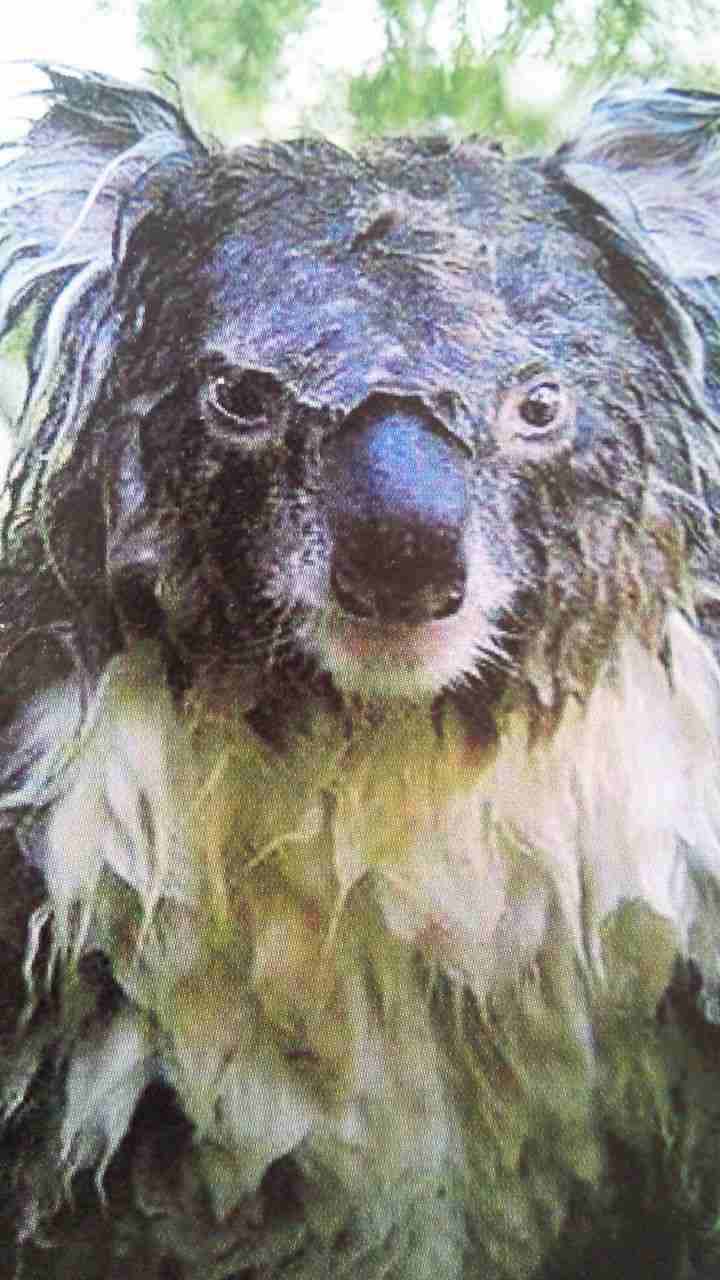 目力の強い動物たち