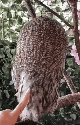 目力の強い動物たち