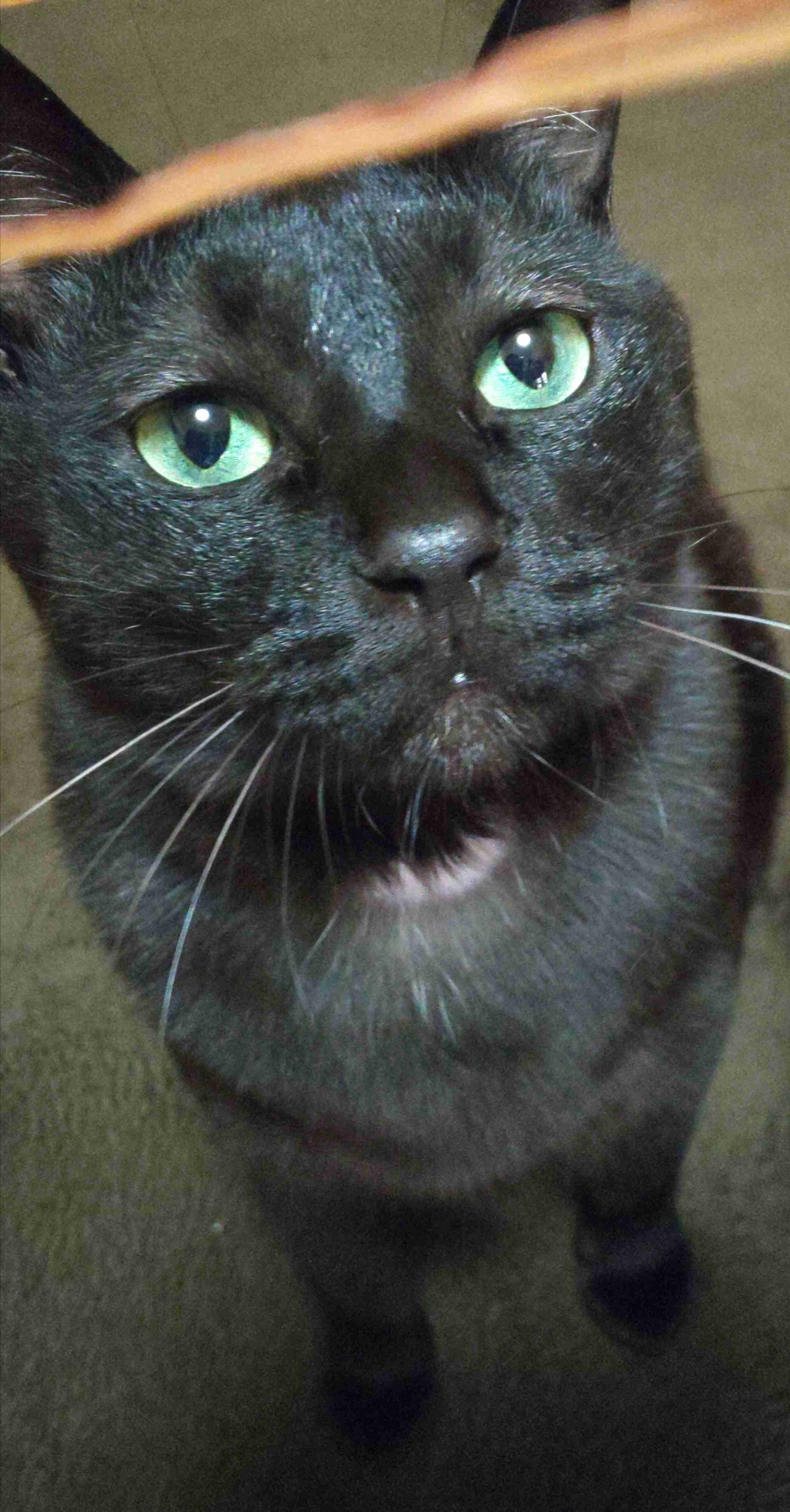 目力の強い動物たち