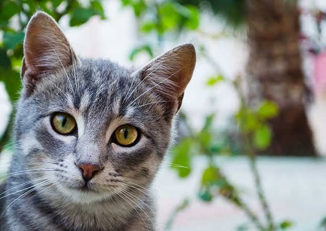 目力の強い動物たち