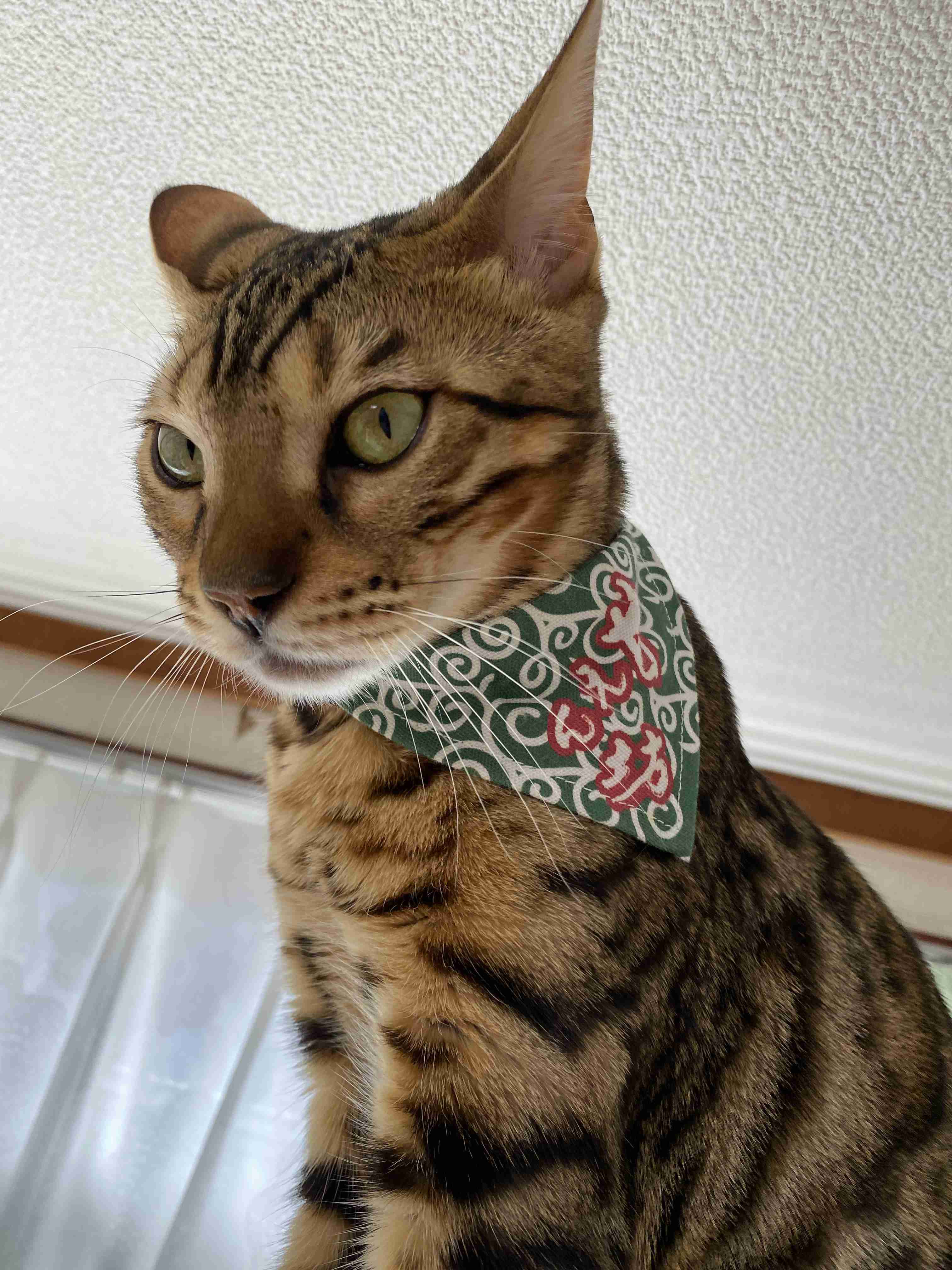 目力の強い動物たち