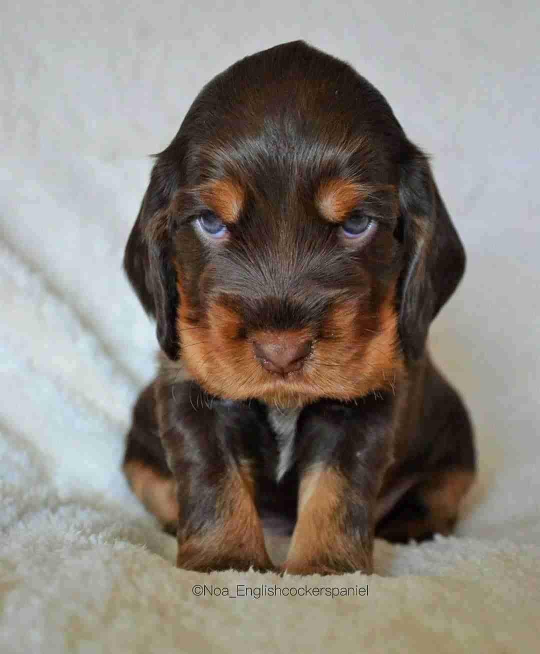 目力の強い動物たち