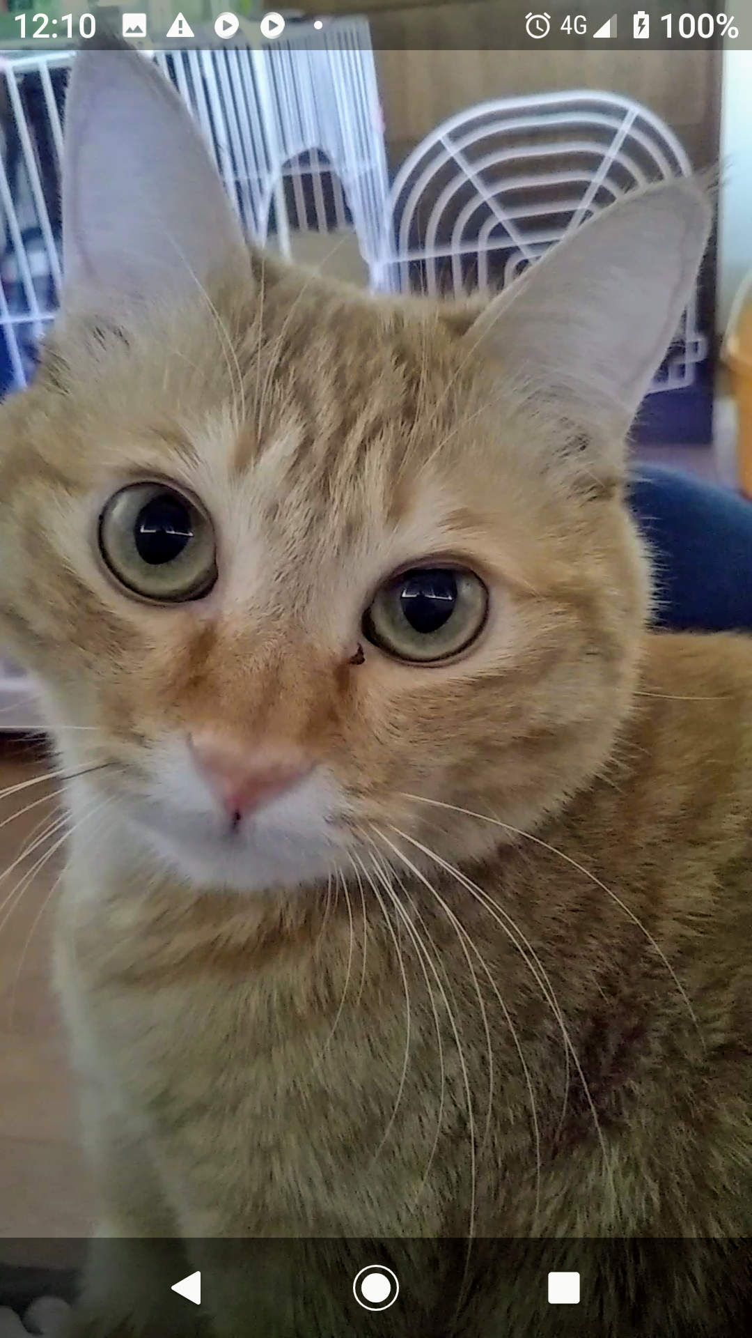 目力の強い動物たち